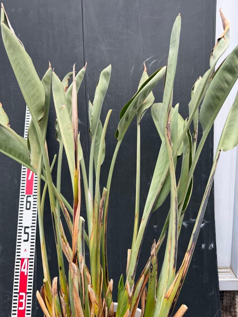 耐寒　ストレリチア　極楽鳥花　オレンジ花　観葉植物 約70cm 新芽あり 白鉢 Amazon｜耐寒 ストレリチア 極楽鳥花 オレンジ花 観葉植物 約70cm