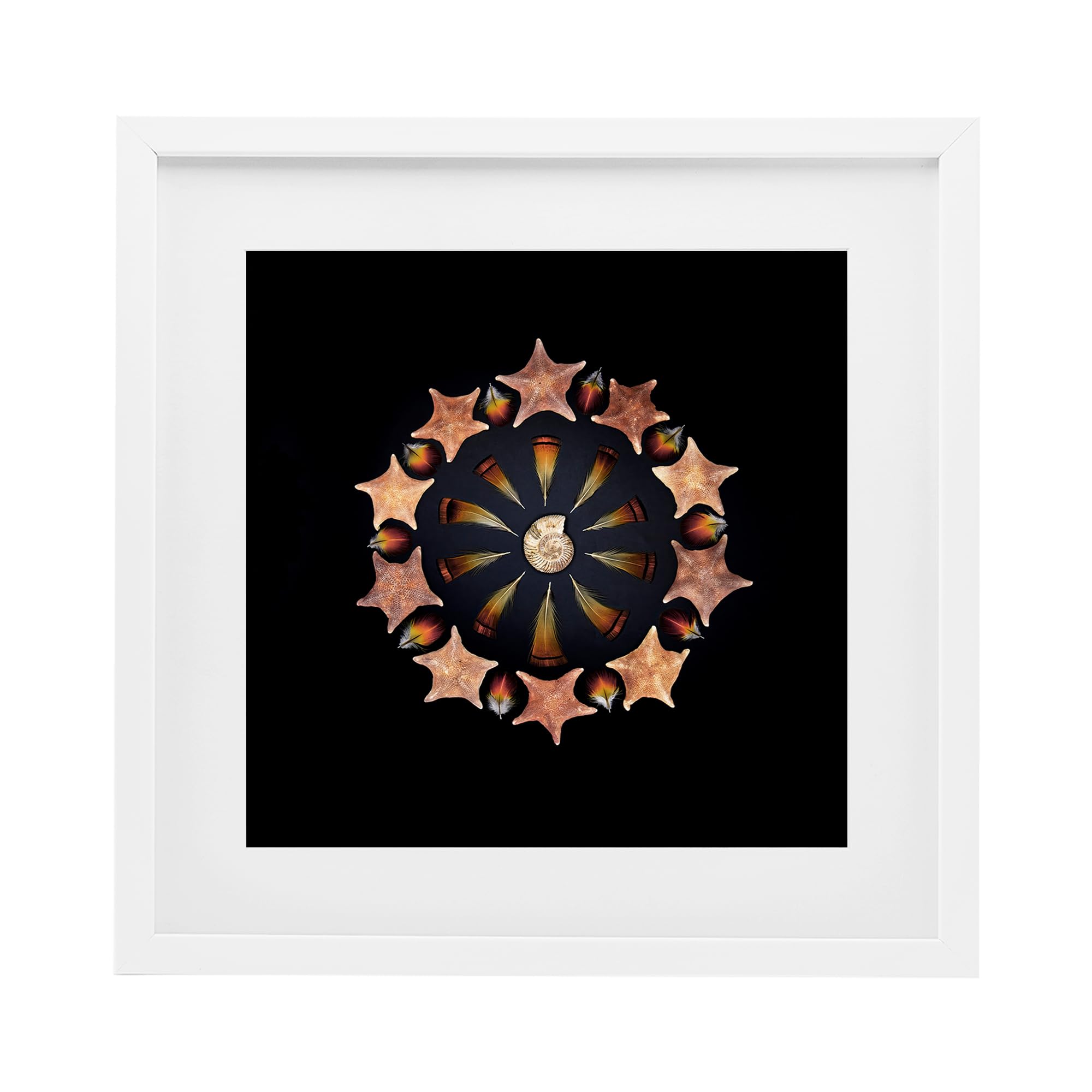 Stupell Industries 'Nautical Nature Arrangement', Framed Print Under Glass, White, 13 x 13 Inches, Easy to Hang and Sturdy, Made in USA, by Beth Adoette