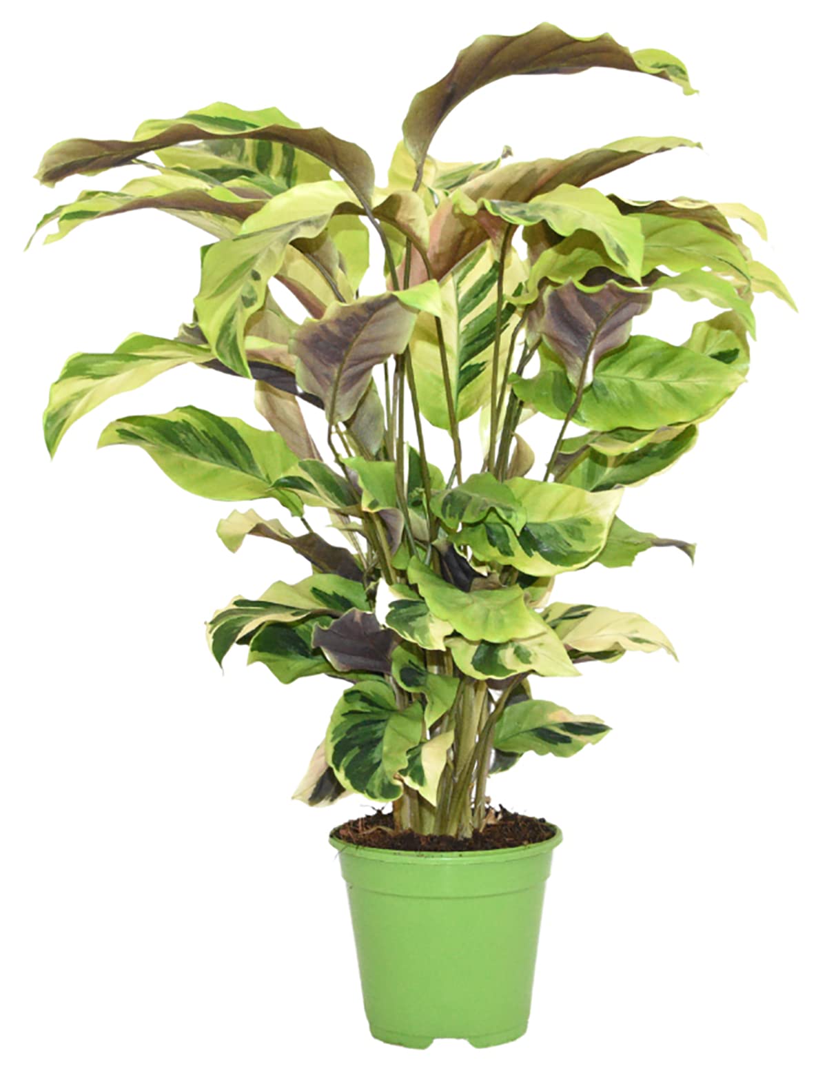 dracaena marginata magenta Dracaena marginata 'Magenta' 4