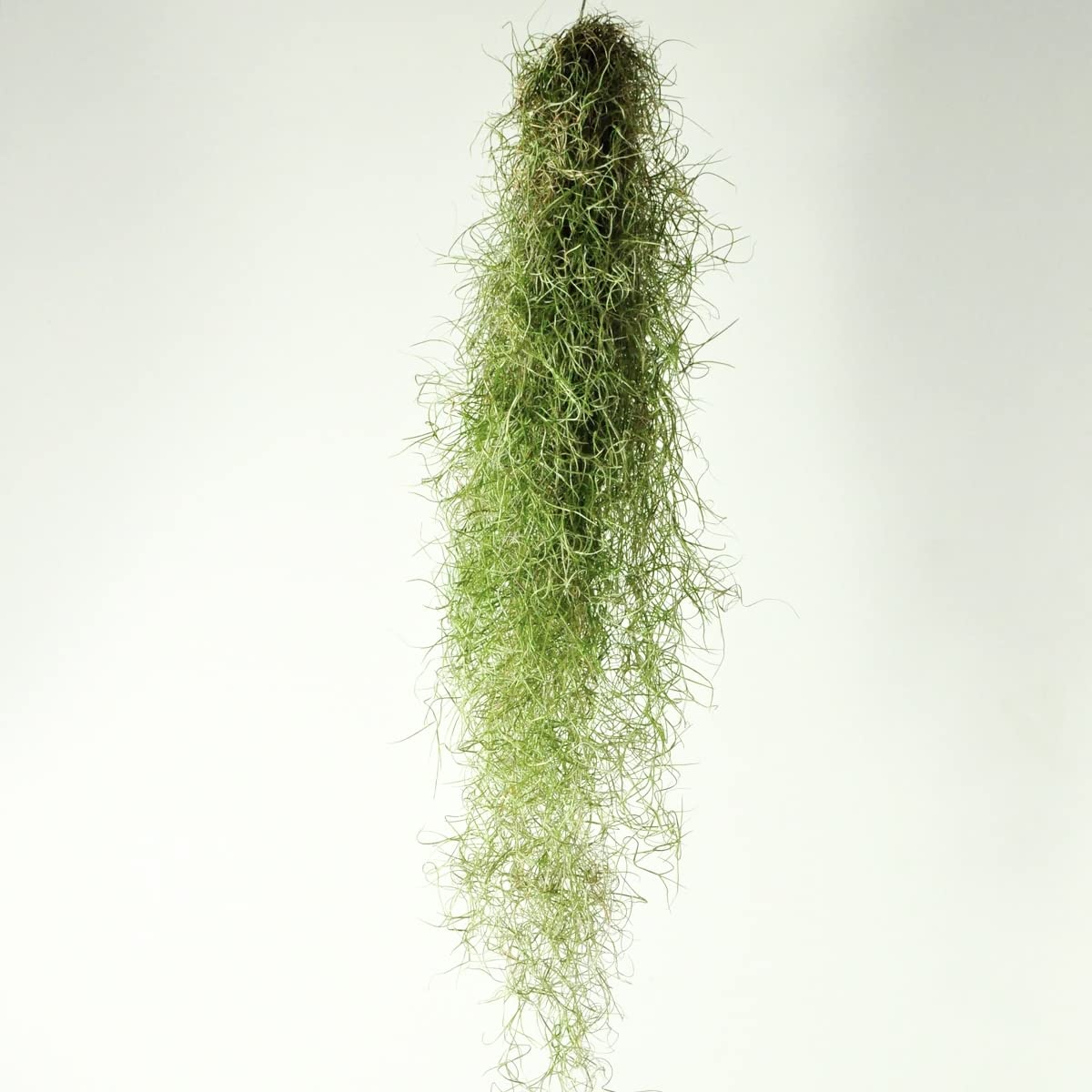 1 X Large Spanish Moss - Tillandsia Usneoides Hanging Air Plant Live Peruvian Moss Tillandsia Plant Plants Airplants Tillandsia