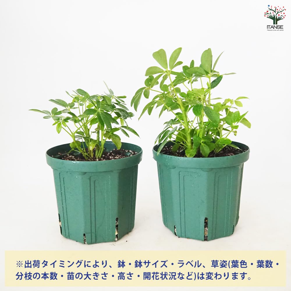 Amazon｜ITANSE シェフレラ コンパクタ 5号 1個売り 観葉植物