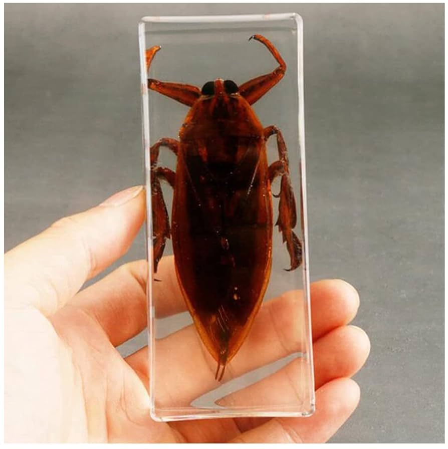 昆虫標本　カミキリムシ 昆虫標本】カミキリムシ 29頭セット 標本箱付き