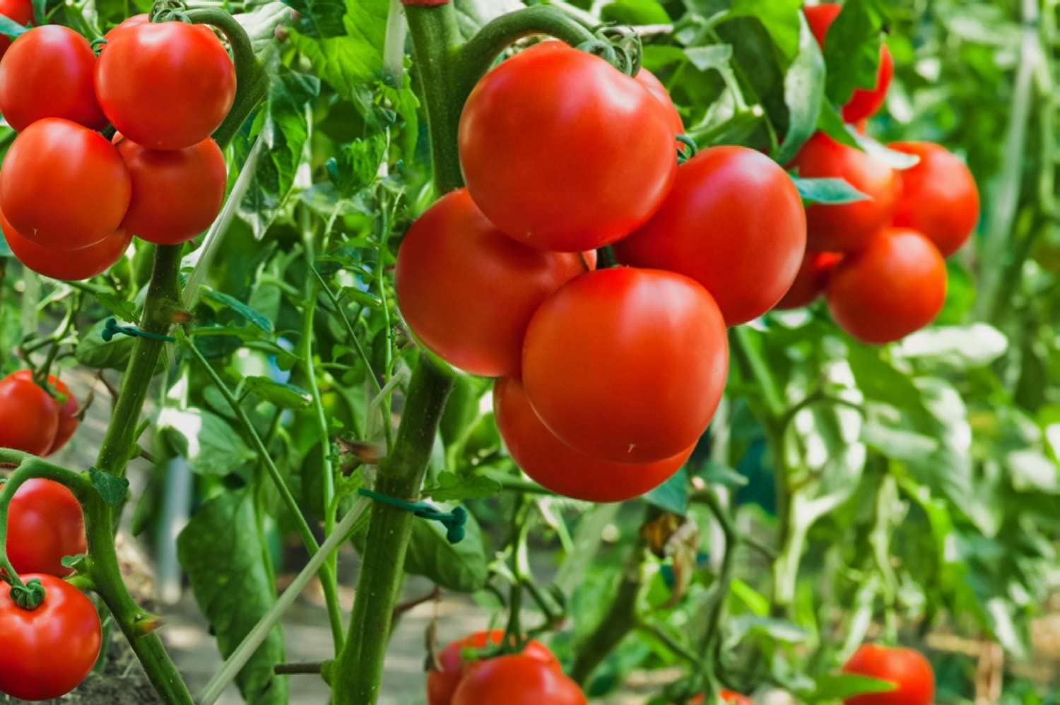 Tomato seeds hybrid all seasons, All season hybrid tomato seeds, Hybrid tomato seeds all season ( 100 seeds ) (B0BVMJ4MMS) Amazon Price History, Amazon Price Tracker