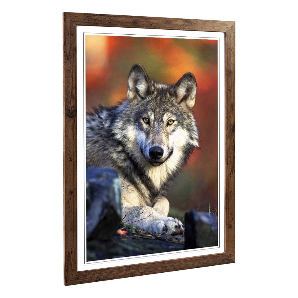 Big Box Art Framed Print of Wolf Resting Design | Wall Art Picture | Home Decor for Kitchen, Living, Dining Room, Lounge, Bedroom, Hallway, Office, Walnut, A2 / 24.5x18 Inch / 62x45cm