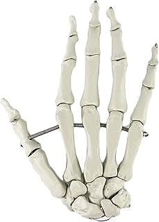 Medical Anatomical Hand Joint Model Medical Supplies Human Teaching Hand Community Anatomical Modeluseful SaiFei
