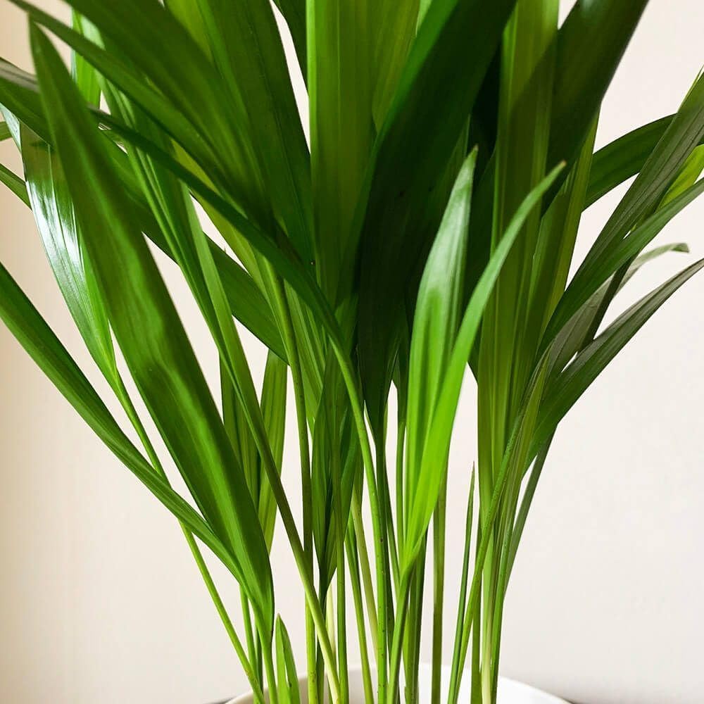 Carbeth Plants - Indoor Plants - Build Your Own Houseplant Collection - 7cm to 9cm Pots - Areca Palm - Dypsis Lutescens Palm Plant in 9cm Pot — image 1