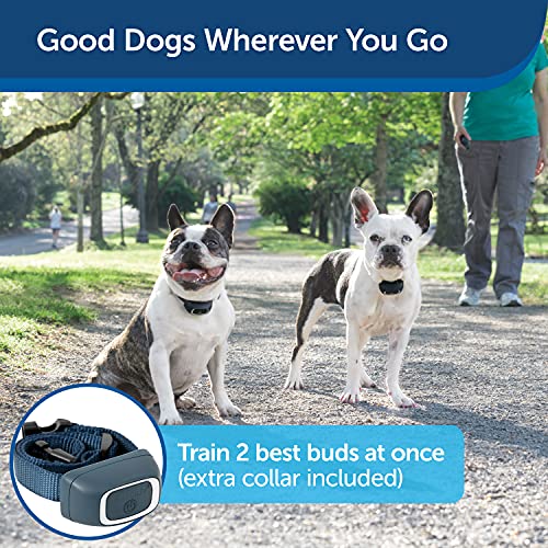 Petsafe 600 Yard Lite Remote Training Collar – 2 Dog Kit – Smaller Version For Small Or Medium Dogs, Tone, Vibration & 15 Levels Of Safe & Humane Static Stimulation, Medium Range To Train Off Leash #TOP1