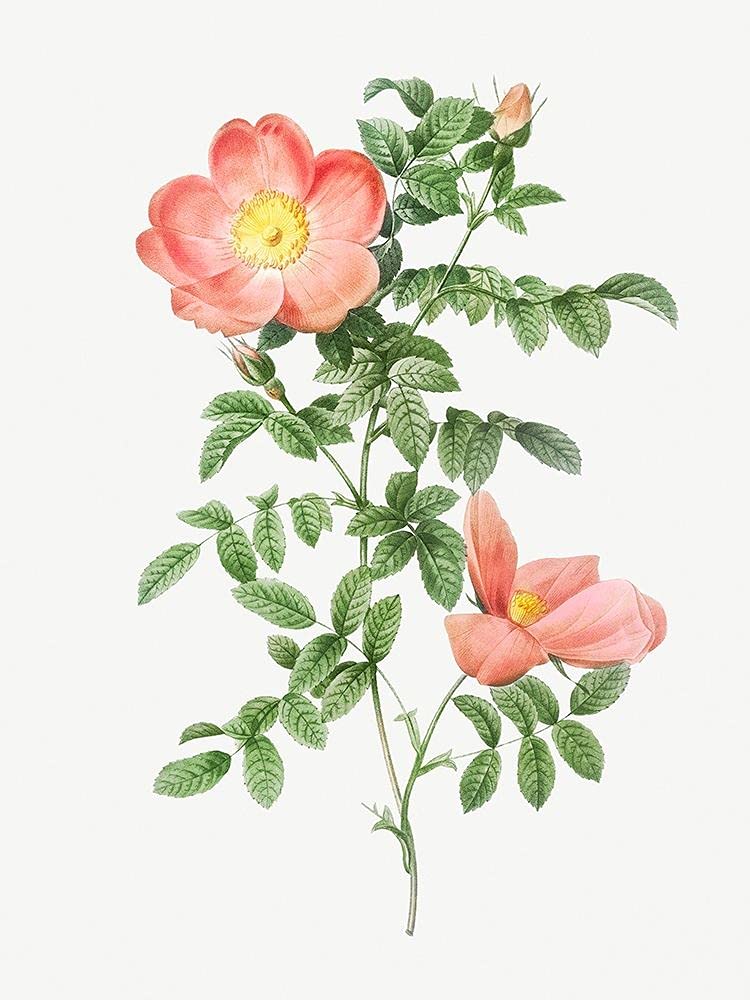 Red Sweet Brier, Cherry Rosehip, Rosa Eglanteria Sub Rubra by Pierre Joseph Redoute - 12x16 Art Print Poster