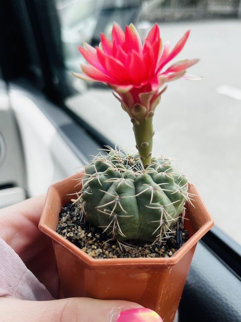 花サボテン 緋花玉 海王 二点セット 花サボテン 緋花玉 海王 二点セット