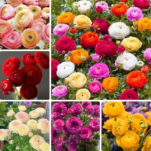 Mixed Ranunculus Bulbs for Planting 6PCS Ranunculus Buttercups Bulbs Rare Perennial Bulbs for Vibrant Garden Blooms Borders Outdoor Heirloom Non-GMO