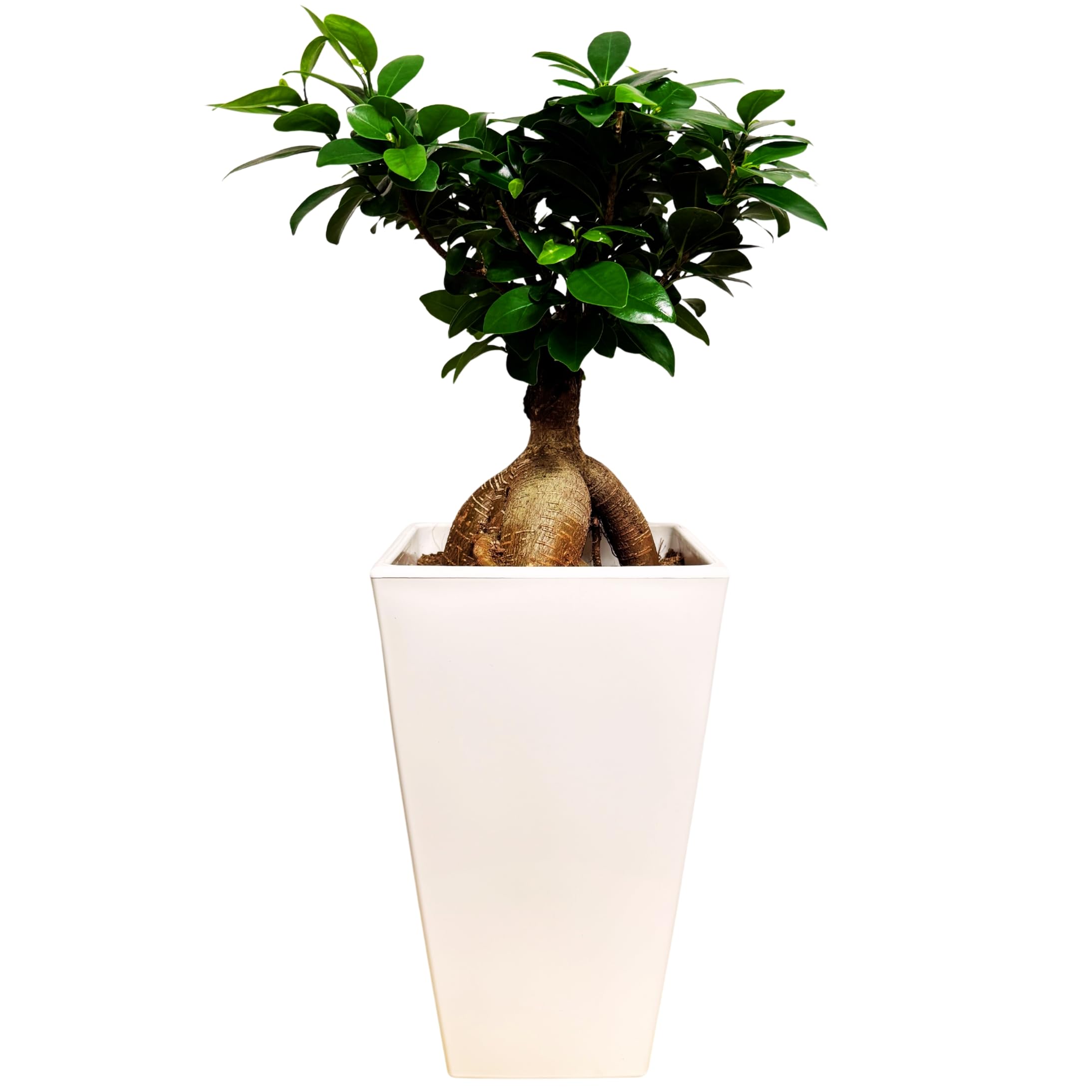 Amazon｜ガジュマル 観葉植物 苗 多幸の木 幸福をもたらす精霊が