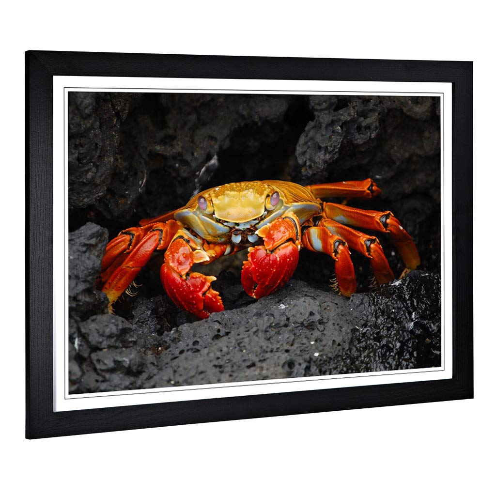 Big Box Art Framed Print of Crab 2 Design | Wall Art Picture | Home Decor for Kitchen, Living, Dining Room, Lounge, Bedroom, Hallway, Office, Black, A2 / 24.5x18 Inch / 62x45cm