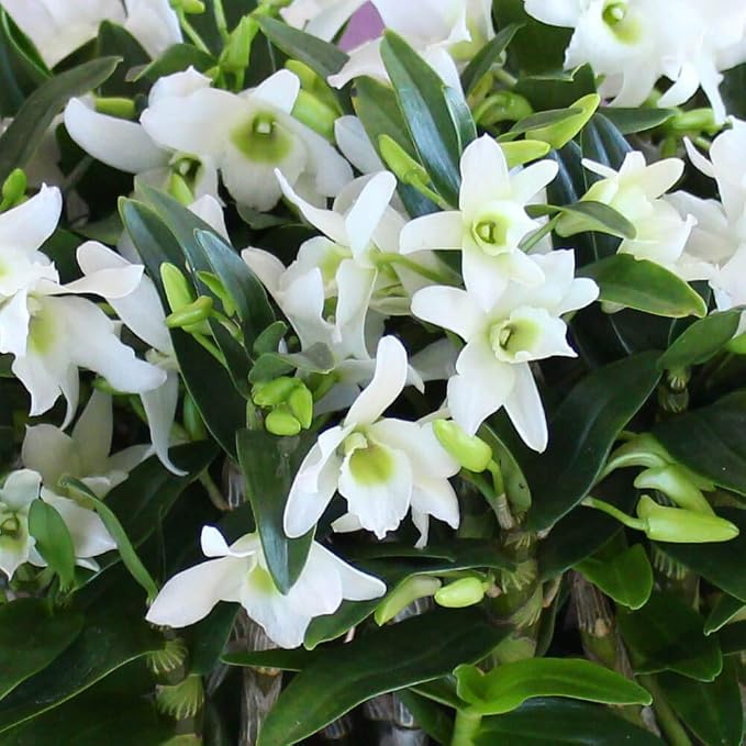 Amazon イイハナ ドットコム 春の花ギフト 鉢植え デンドロビウム エンジェルベイビー グリーン愛 観葉植物 オンライン通販 Amazon イイハナ ドットコム 春の花ギフト 鉢植え デンドロビウム エンジェルベイビー グリーン愛 観葉植物 オンライン通販