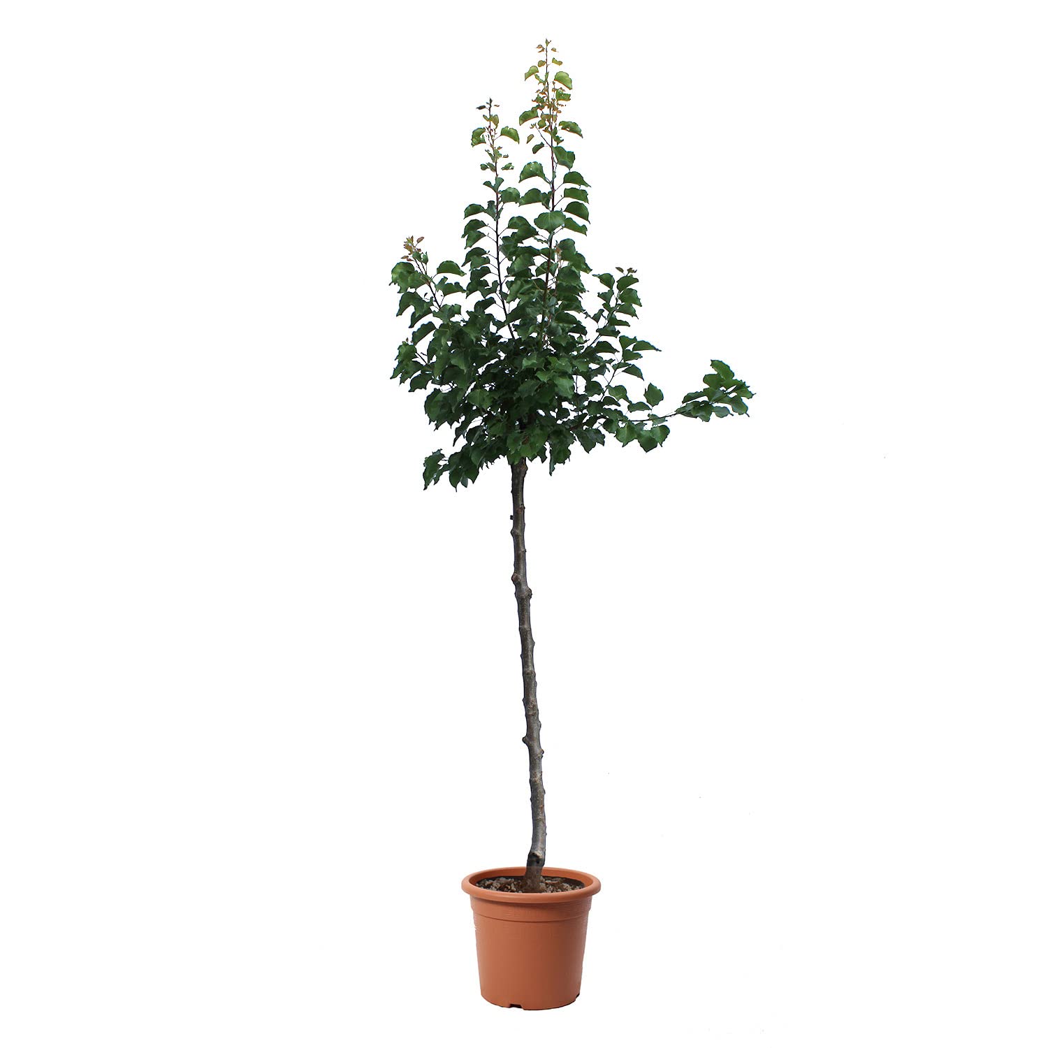 KENTIS - Albero di Albicocco - Prunus Armeniaca - Piante Vere da Esterno - Pianta da Frutto da Giardino - Vaso Ø 28 cm