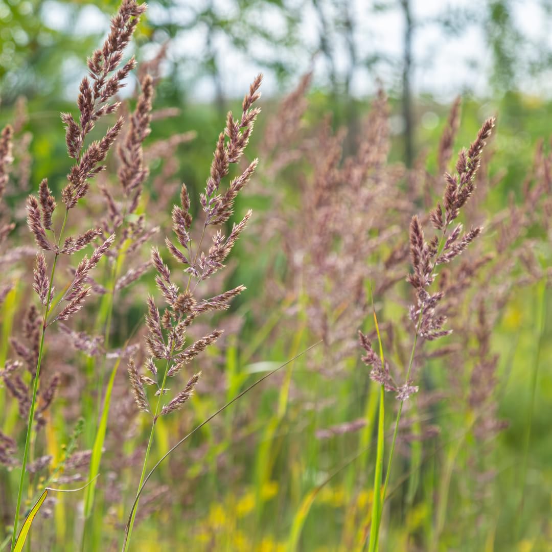 Zestaw trawy ozdobnej z Calamagrostis Brachytricha, do ogrodu, zestaw 48 sztuk, 10-25 cm