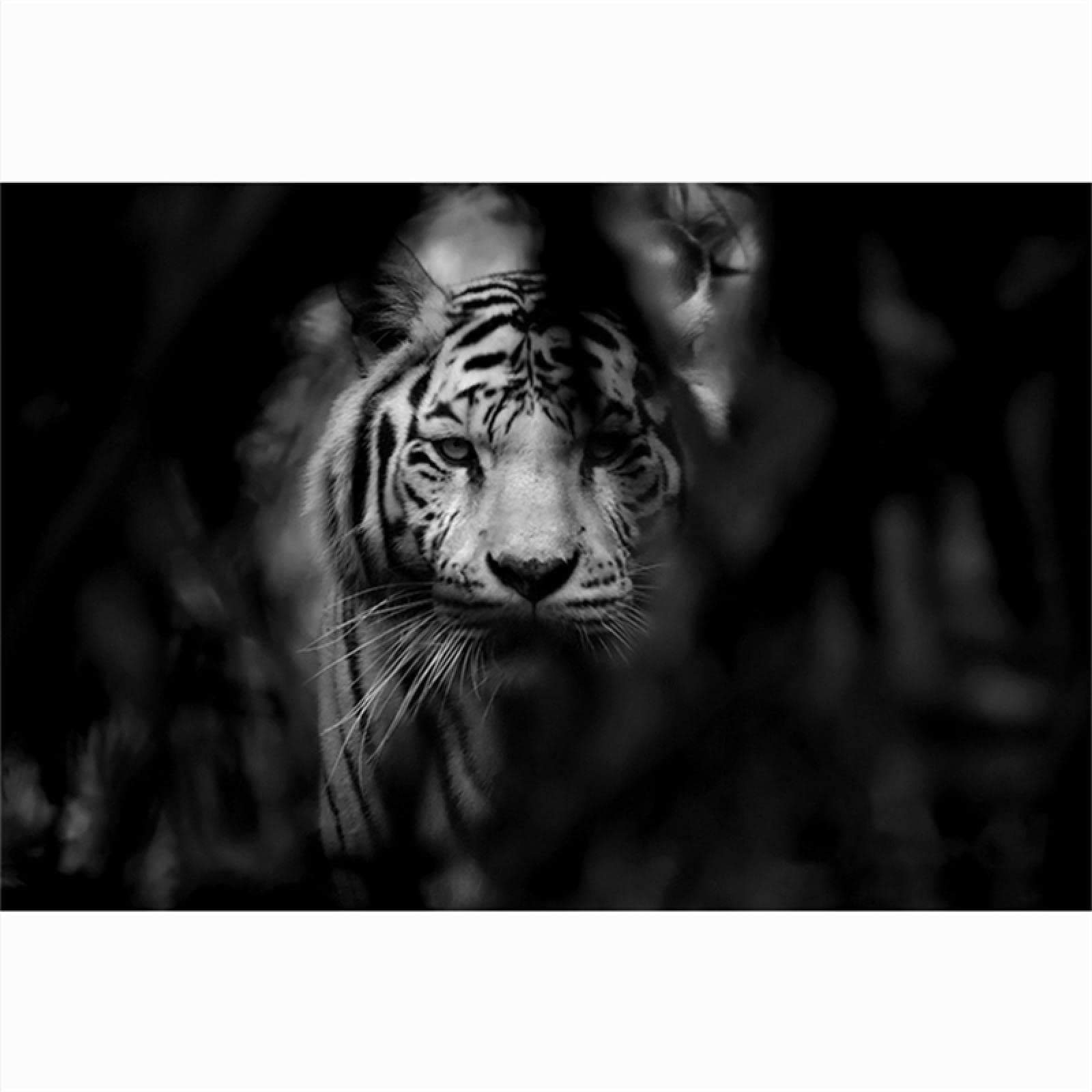 Amazon.co.jp: 現代の動物のキャンバスの絵画黒と白の虎の頭のポスター
