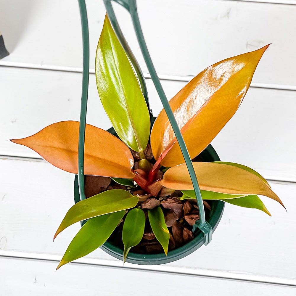 Amazon|PLANCHU 観葉植物 フィロデンドロン プリンスオブオレンジ 4号 Amazon|PLANCHU 観葉植物 フィロデンドロン プリンスオブオレンジ 4号