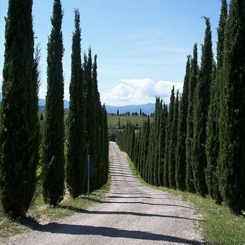 Kviter 200 Seeds Tree Italian Cypress Cupressus Sempervirens Srtricta - Organic Plant Seeds Tree #TOP1