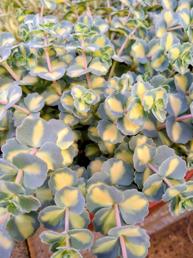 Amazon｜斑入りミセバヤ 多肉 カット苗 7本 観葉植物｜観葉植物