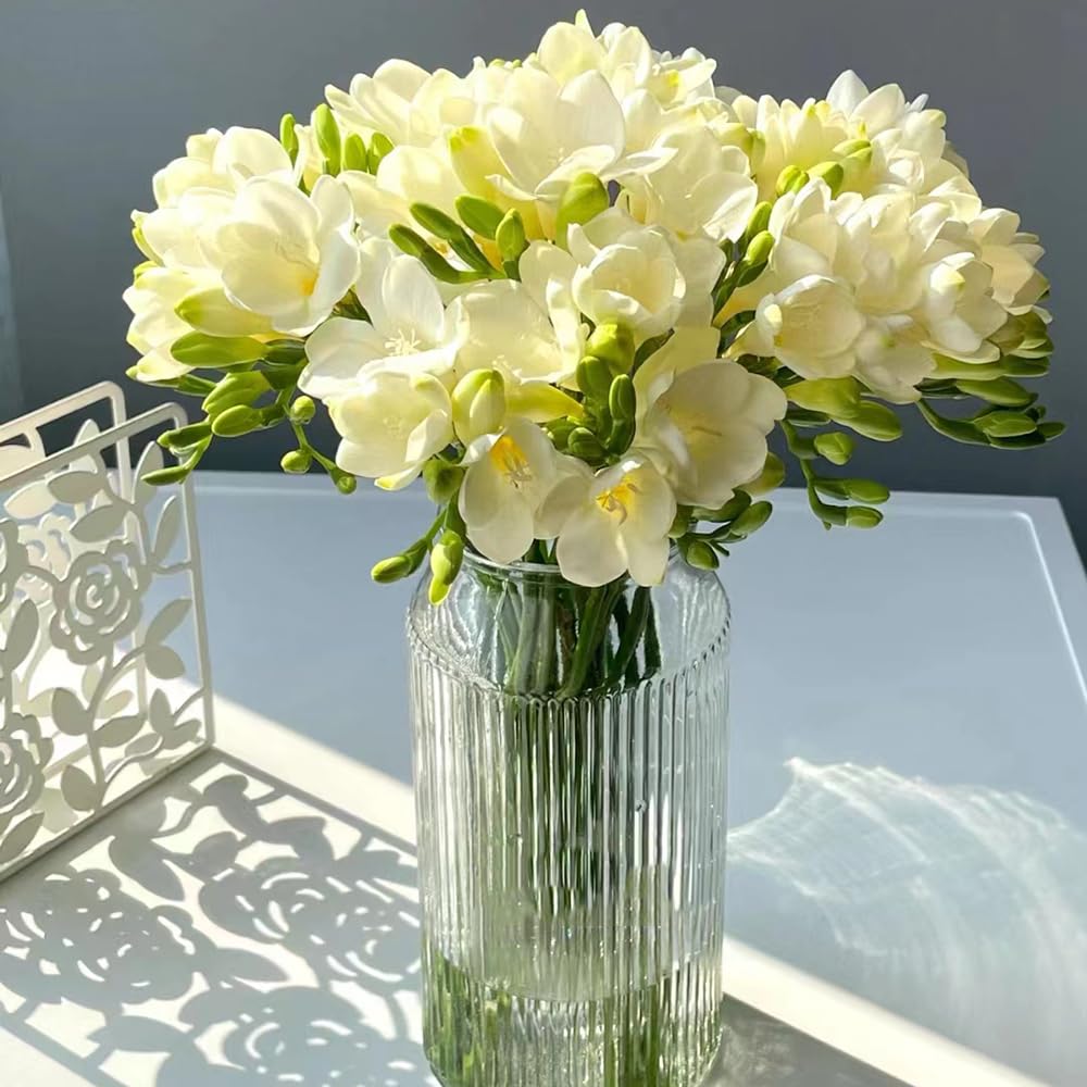 6 Pcs freesien zwiebeln kaufen, deko wohnzimmer, blumenzwiebeln frhblher  freesien im topf, blumenwiese, grtner geschenke exotische zimmerpflanzen,  seltene pflanzen pflanzen zchten, : Amazon.de: Garten