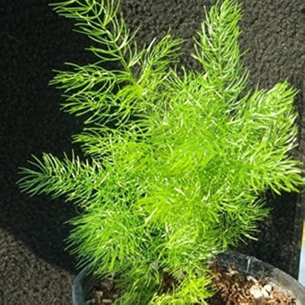 Questa Nursery Shatavari-Medicinal Plant, Shatavar-(Asparagus Racemosus) Herbal Plant (B0DCPC4RHP) Amazon Price History, Amazon Price Tracker