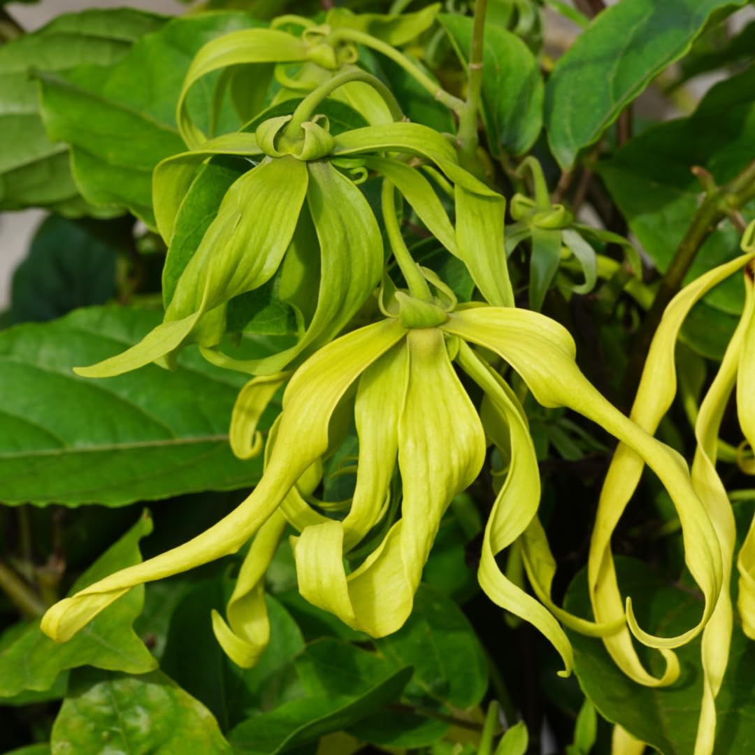 M-Tech Gardens Rare Langi Langi Fragrant Flowering Plant (Ylang - Ylang, Hybrid) Cananga odorata Exotic 1 Live Flowering Plant (B0BSSRFY27) Amazon Price History, Amazon Price Tracker