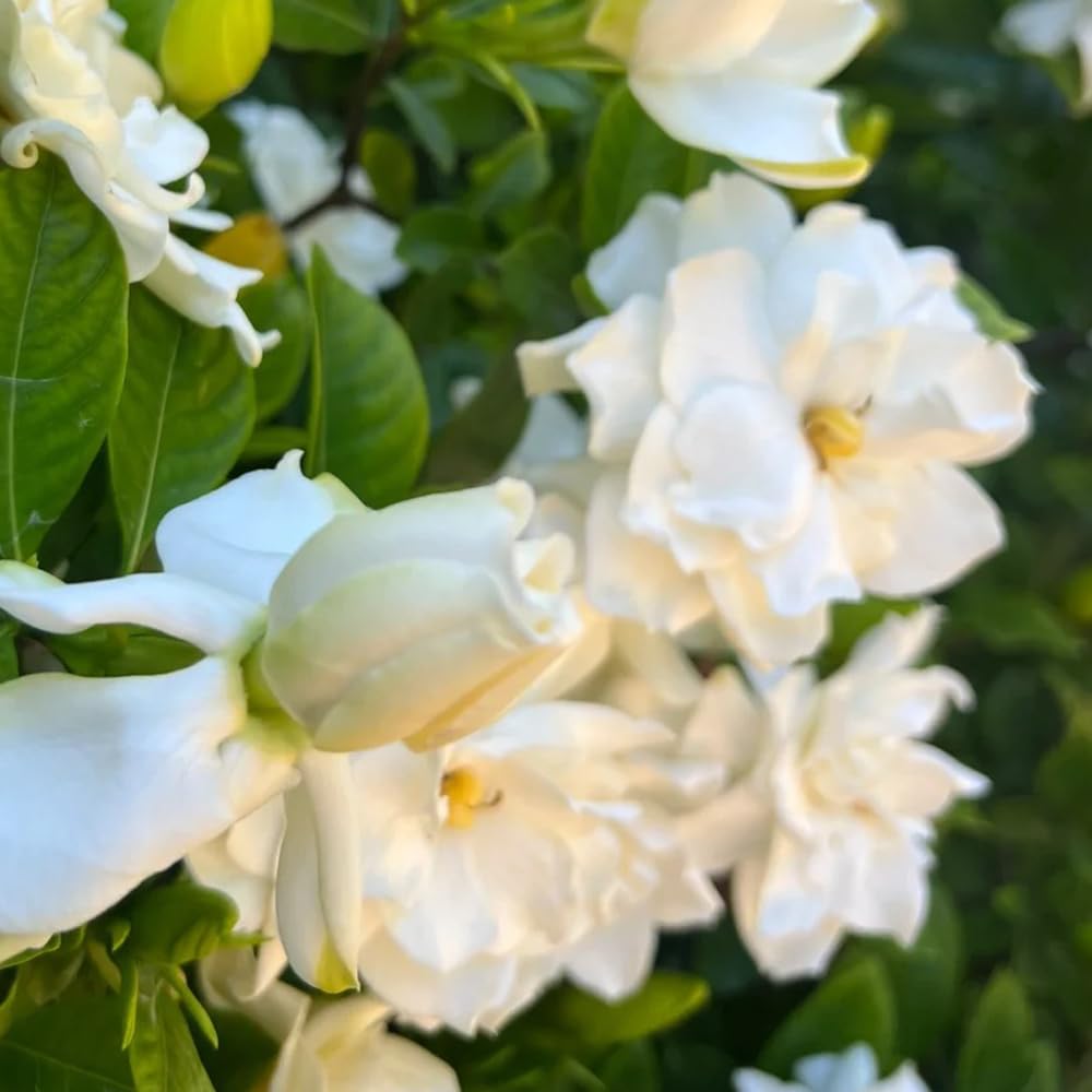 Gardenia jasminoides - ornamentali ufficio pendenti, interno balcone rampicanti balcone 20piante