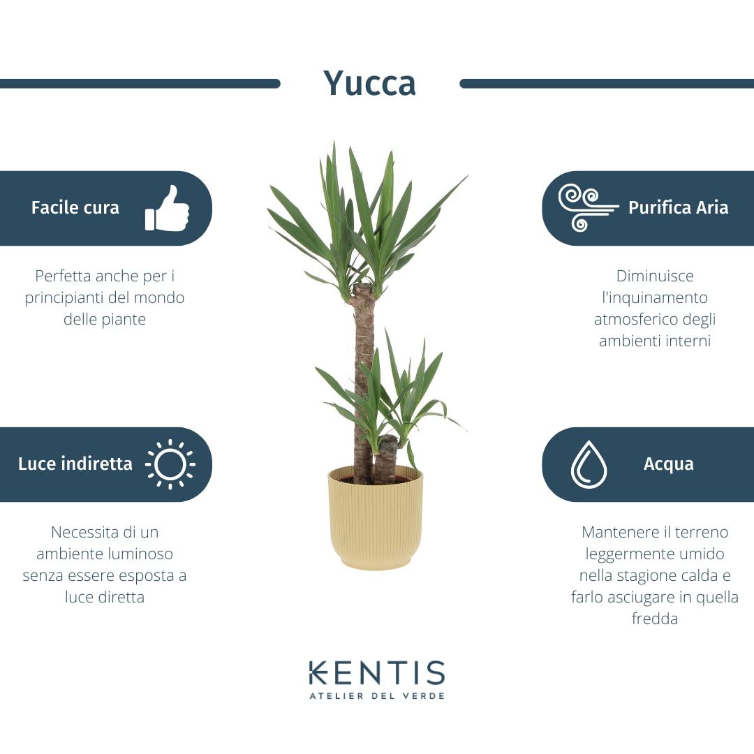 Kentis - Yucca - Tronchetto della Felicità - Piante Vere Grasse Succulente da Interni - Pianta Ornamentale da Appartamento - H 80-90 cm Vaso Ø 19 cm