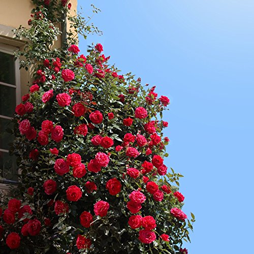 Kletterrose Red Flame in Rot - Kletter-Rose winterhart, stark duftend - Pflanze für Rankhilfe im 5 Liter Container von Garten Schlüter - Pflanzen in Top Qualität