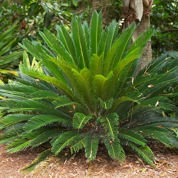 Brighter Blooms Sago Palm Tree