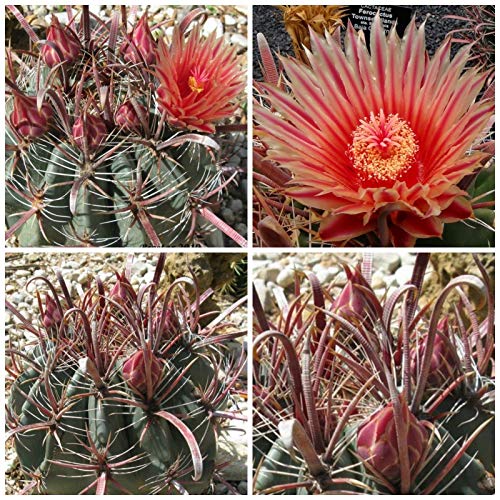 yqzFerocactus Townsendianus tFJN^XEyjXGώgEZfBAkXg(REW})5 [sAi]