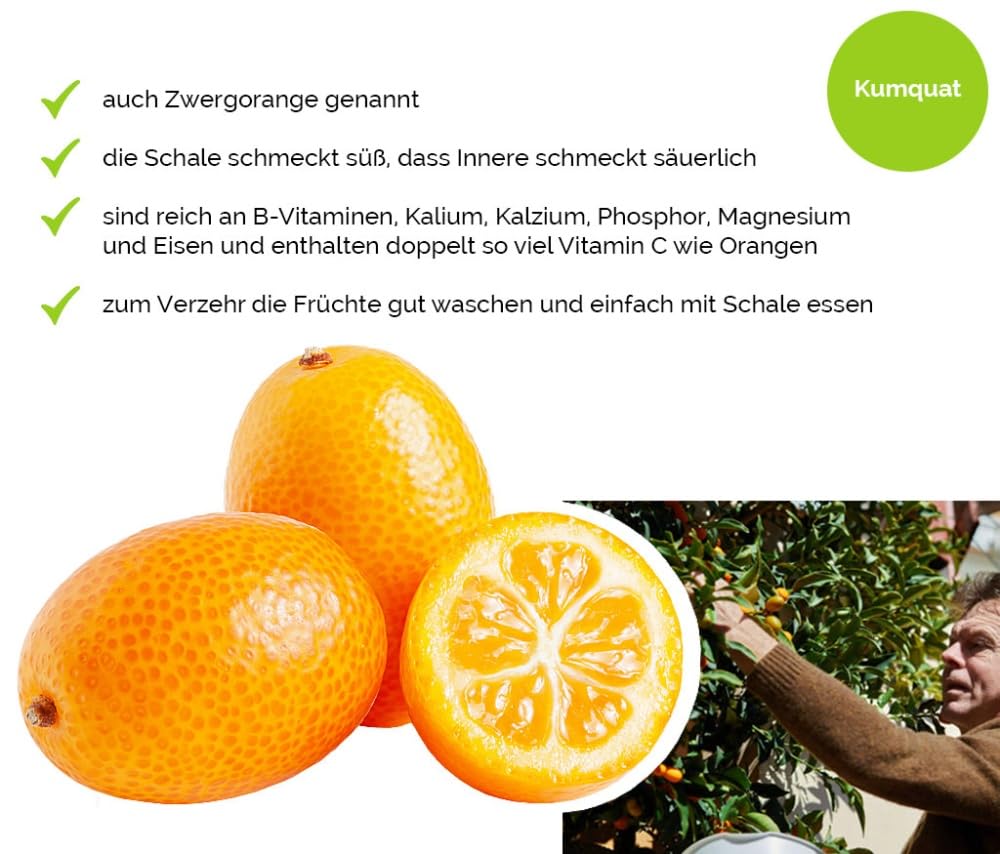 Hansen Obst Geschenkbox "Exotisches Paradies" mit Geschenkverpackung "Die Aquamarine" - Geschenk mit frischem Obst - Obstbox - exotische Früchte