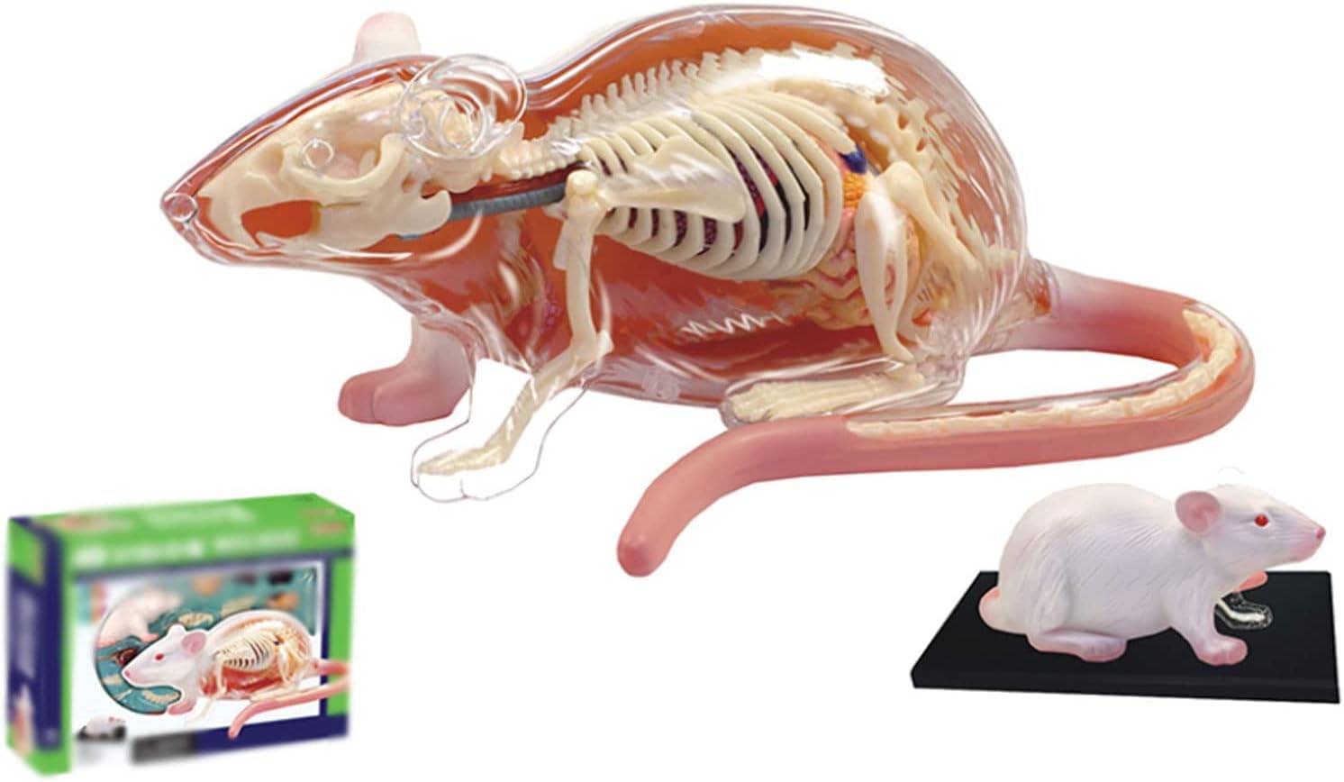 Modelo de enseñanza, Modelo de anatomía Animal, Modelo anatómico de ratón 4D 29 órganos y Partes del Cuerpo Desmontables Grandes Regalos para educación Medicina Veterinarios Exquis