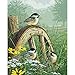 Plaid Creates Paint by Number Kit (16 by 20-Inch), 22036 Meadow's Edge
