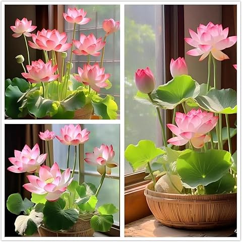 Lotus Flower Seeds, 32+ Bowl Lotus Seeds, Water Lily Seeds Cover