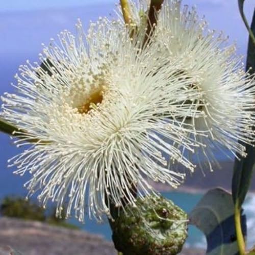 Miniatura 4 de Palm Beach Medicinal Herbs - Planta de Té (Camellia sinensis) - Paquete de 3 Semillas