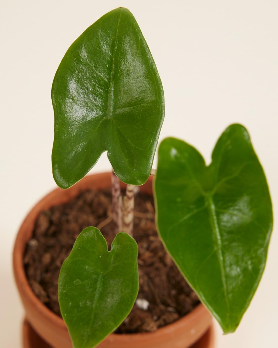 PLNTS - Baby Alocasia Zebrina (Pfeilbltter) - Zimmerpflanzen, Pflanzen  Echt, Nachhaltige Verpackung - 4cm Stecklinge - Hhe 20cm - Direkt von der  Grtnerei : Amazon.de: Garten