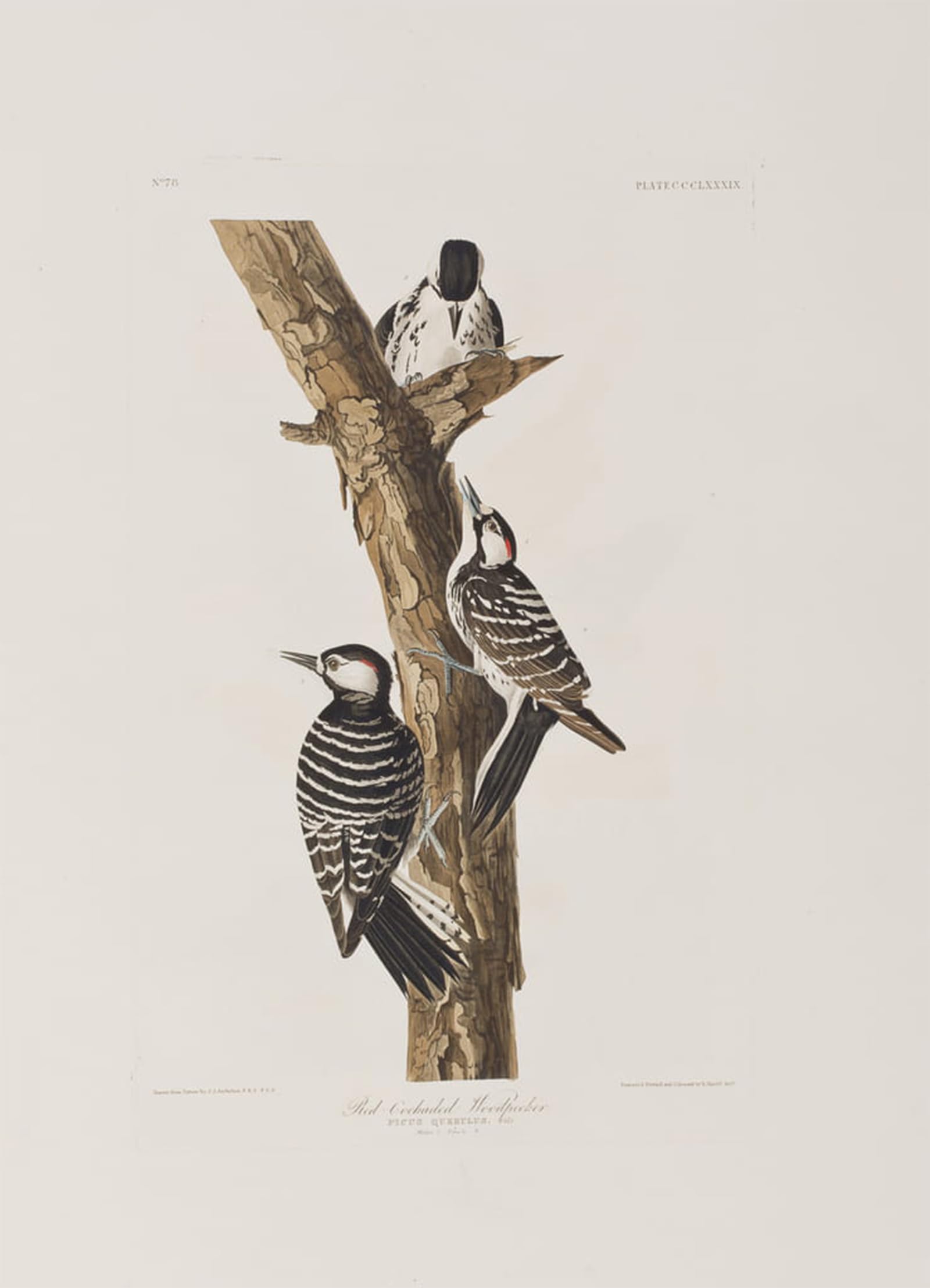 ARTXLXXBN Famous Prints Artwork Pictures Poster Painting Art Illustration From birds of America by John Jamess Audubon Artwork Landscape Pictures for Home Decor 60x90cm