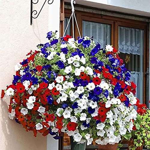 Audbhidhi Petunia Flower Seeds Hybrid Mixed Colors Petunia Double Mix Flower Seeds Petunia Seeds Mix Colour Hybrid Petunia Live Plant Seeds 100% Germination winter Season Flower Seeds pack of 50 seeds (B09LVFQSWX) Amazon Price History, Amazon Price Tracker