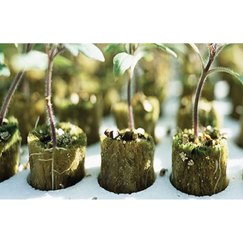 50 Cubi Di Lana Di Roccia Per Idroponica - Tappi Per Semina, Propagazione Piante, Serre - Foto 5