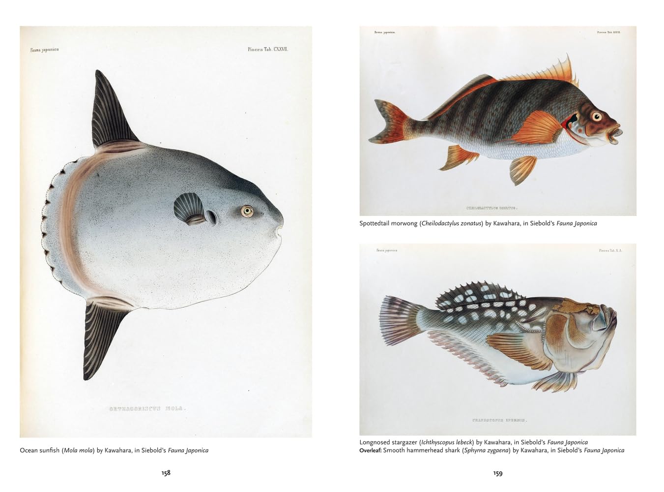 The Art of Biodiversity: Artists & Naturalists, 1700–1900      Hardcover – April 14, 2026