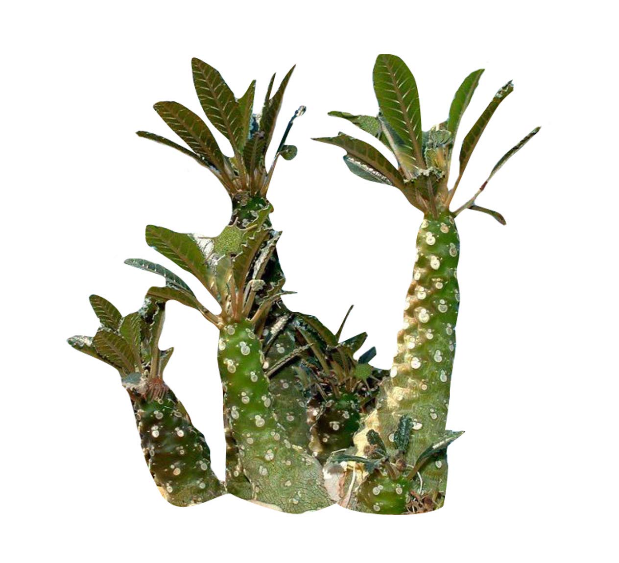 Futaba Celestial Cactus Garden Seeds-10Pcs