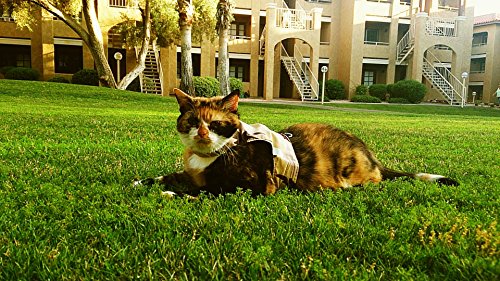 Mynwood Cat Jacket/Harness Desert Storm Combat Adult Cat #TOP4