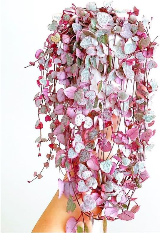 Ceropegia Woodii Variegada Cadena de Corazones Planta Viva, Enredadera Suculenta Trepadora, Rara Planta de Interior Viva en Maceta