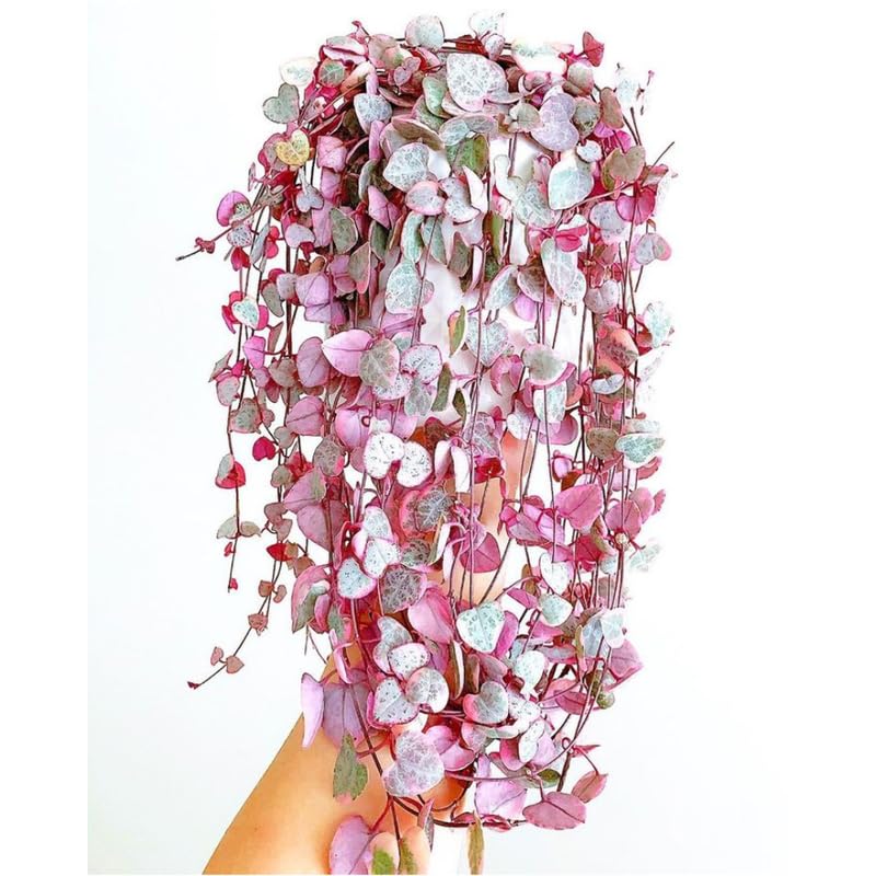 Ceropegia Woodii Variegated String of Hearts Plant Live Trailing Succulent Vine Rare Live Indoor Plant in Pot
