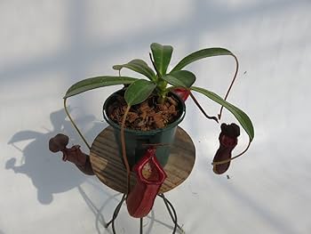 Amazon.co.jp: N.(ventricosa × sibuyanensis)-giant× N