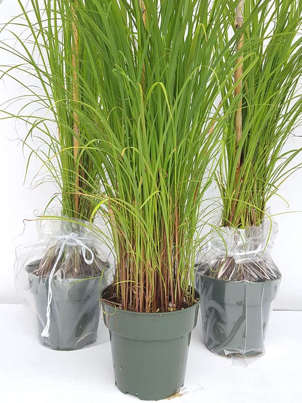 See full amazon price history chart for Cloud Farm Lemon Grass Live Plant CF02 Cloud Farm Lemon Grass Live Plant CF02 (B0B8XTD2P5) Amazon Price History, Amazon Price Tracker