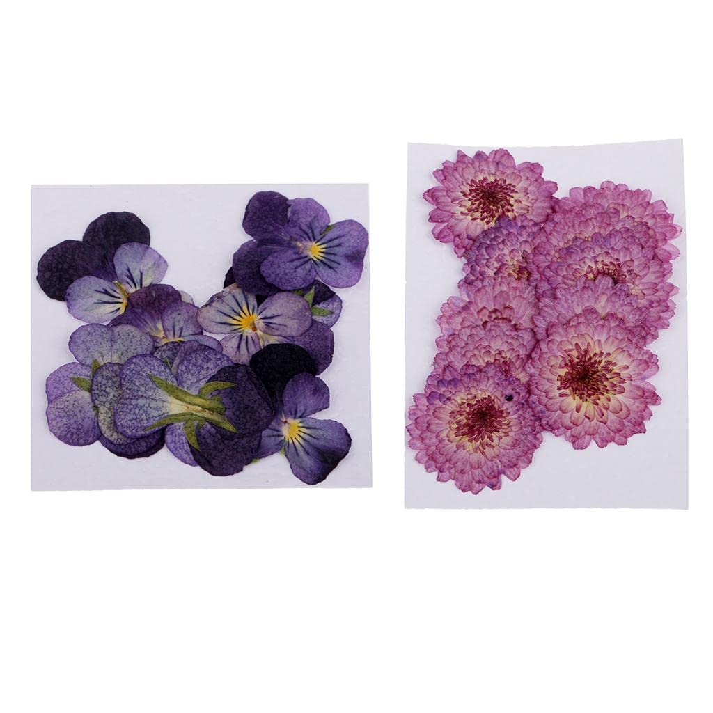 22 Pieces Dried Pressed Flowers Daisy Pansy for DIY Scrapbooking Art Craft | Dried Flowers | Dried Botanicals & Potpourri | Floral Crafts | Home Arts & Crafts-image-20