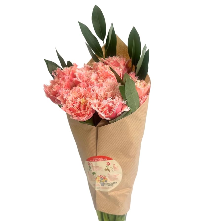 Amazon.com : Stargazer Barn La Reina Pink Fringe Fresh Tulip