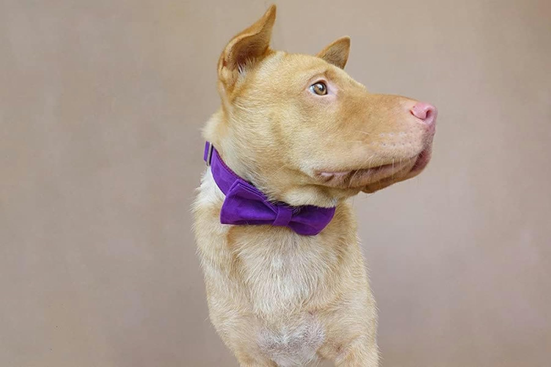Halsband aus Polysatin und Nylon, lila, 5 Größen, Hundehalsband und Leine, Hundehalsband mit Fliege, M